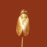 Small cicada
